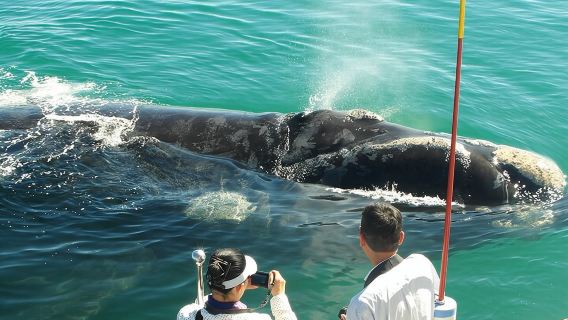 Boat Based Whale Watching from Hermanus