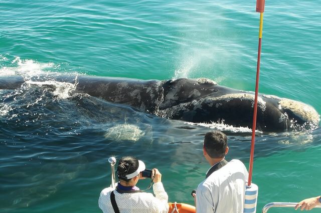 Observation des baleines en bateau au départ d'Hermanus
