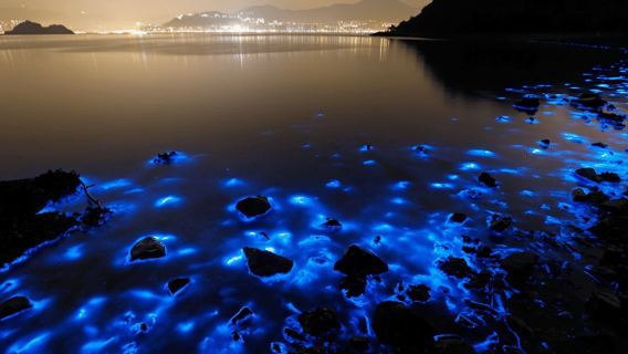 Montego Bay : visite nocturne du lagon lumineux en bateau