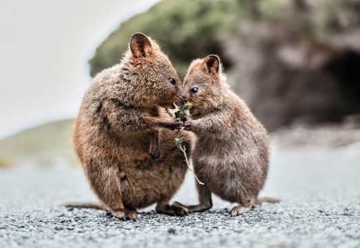 From Perth or Fremantle: Rottnest Island Ferry and Bus Tour AUD 133.36