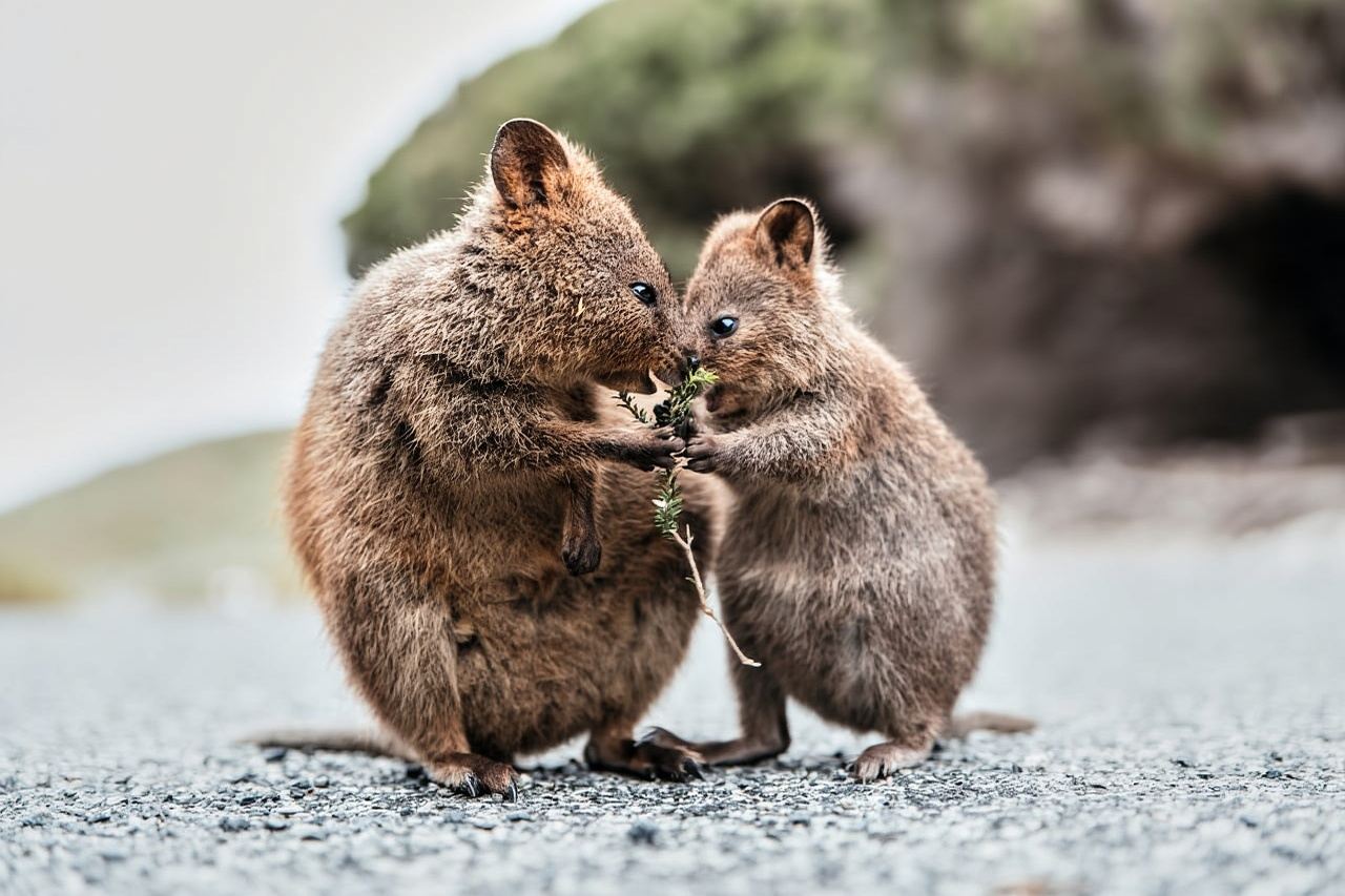 From Perth or Fremantle: Rottnest Island Ferry and Bus Tour