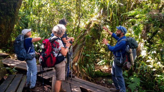 Forêt de Bélouve : Randonnée hebdomadaire en groupe au Trou de Fer en français