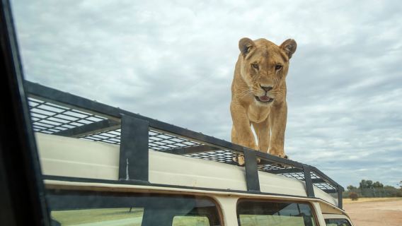 Trải nghiệm Lions 360 và một ngày tại Công viên Safari Monarto
