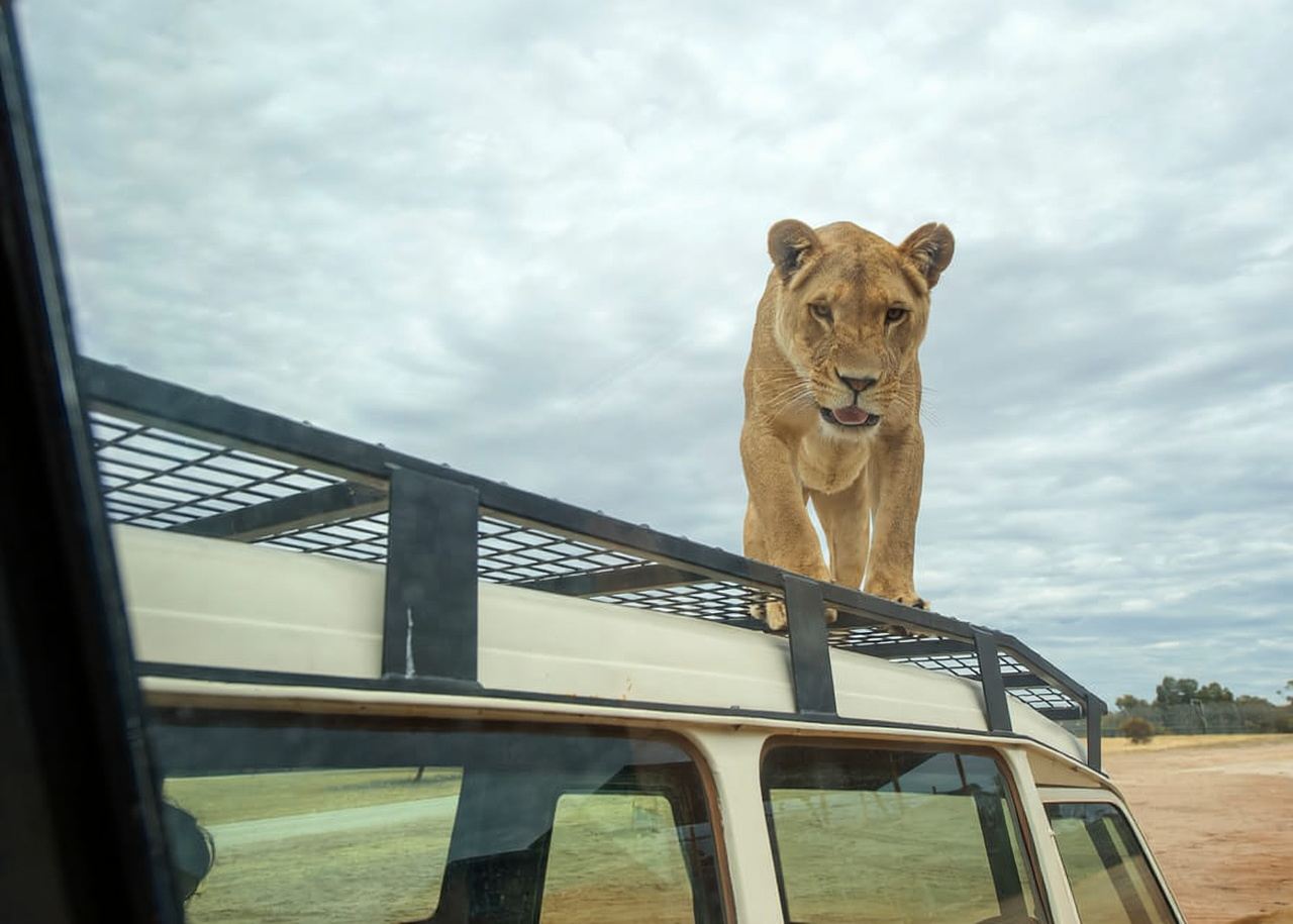Lions 360 Experience and a Day at Monarto Safari Park
