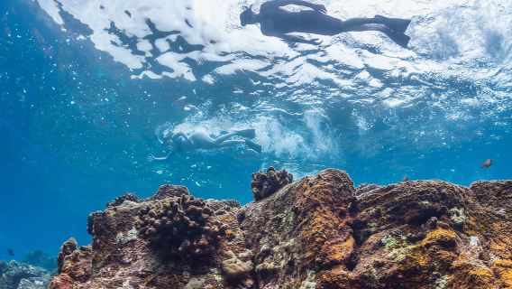 하와이: Pu'uhonua O Honaunau & Kealakekua Bay 스노클 투어