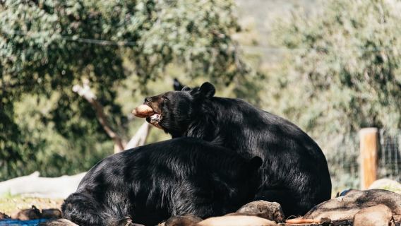 Alpine: visita guidata al Santuario degli animali di leoni, tigri e orsi