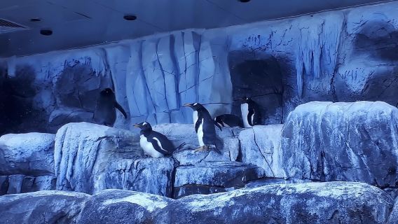 Istanbul: Aquariumticket met shuttlebus vanuit Sultanahmet