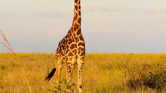 Nur Safari im Nairobi-Nationalpark