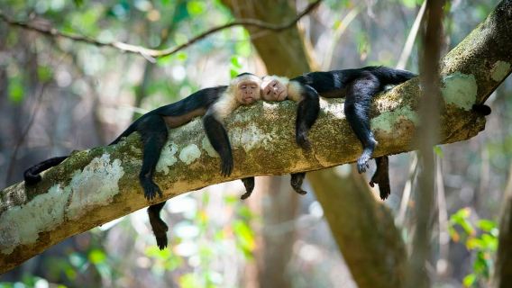 Uvita: Corcovado National Park: San Pedrillo Nature Hike
