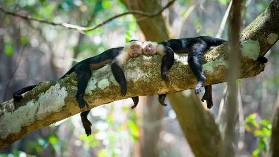 Uvita: Pendakian Naturalis Berpemandu di Taman Nasional Ballena