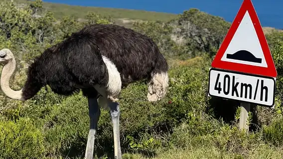 Cape of Good Hope, Chapman's Peak Drive, Penguins , Seals
