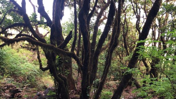 Madère : promenade guidée privée Vereda do Fanal PR13