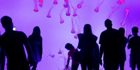 多倫多:90分鐘城市特色快覽團