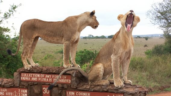 Nairobi National Park Tour