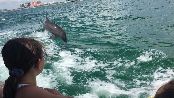 Little Toot Dolphin Adventure at Clearwater Beach