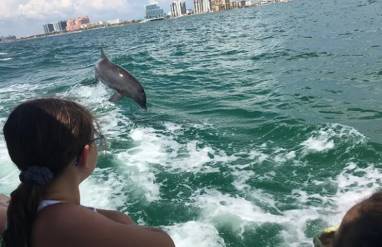清水海灘的小嘟嘟海豚探險之旅
