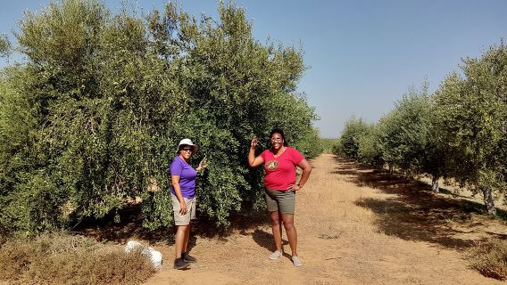 Olive Oil Farm Tour with Tasting from Seville