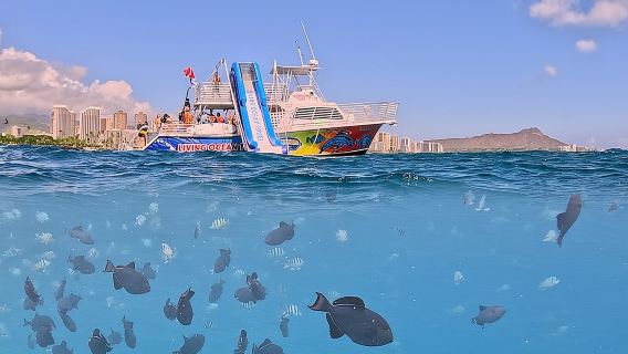 Deluxe Snorkel and Wildlife Cruise in Waikiki