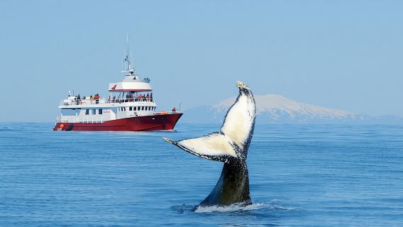 Classic whale watching tour in Reykjavík