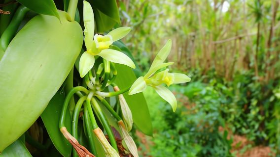 Private Tour to Spice Plantation from The Mora Zanzibar