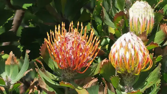 Kirstenbosch Botanical Gardens and Constantia Wine Tasting Tour.