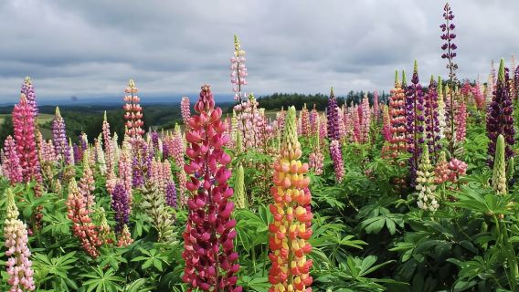 日本美瑛神社-青池-白鬚瀑布-森林精靈陽台【北海道中文專車】