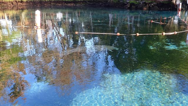 Crystal River Manatee Viewing Cruise