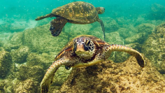Waikiki Beach Glass Bottom Boat Tour