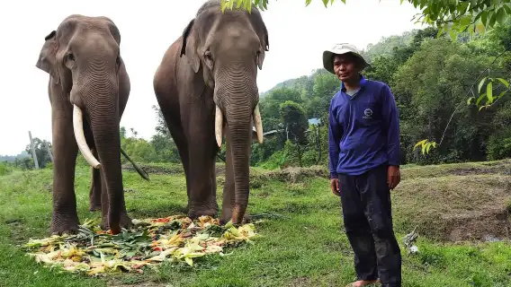 卡倫大象之家全日行程 – 與獲救大象同行、餵食及觀察