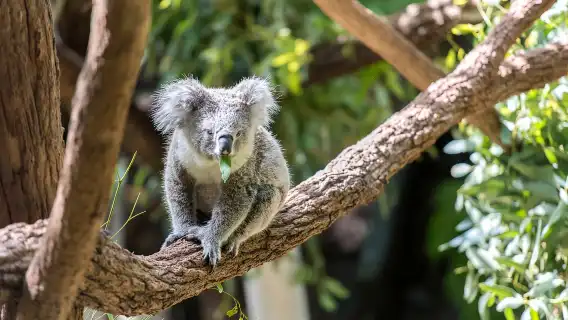 Sydney: Whale Watching Cruise and Taronga Zoo Package