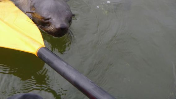 Walvis Bay : excursion en kayak à Pelican Point