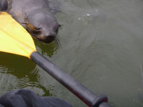 Walvis Bay: Kajaktour zum Pelican Point