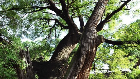倉頡廟+陝西壺口瀑布一日遊