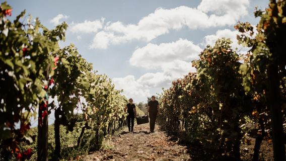 Mount Etna: Winery Tour and Tasting
