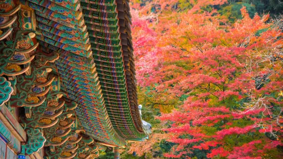 Busan: Tagestour durch das Herbstlaub des Naejangsan-Nationalparks