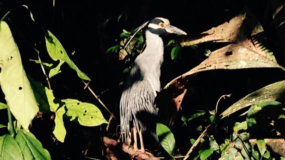 Tortuguero: Tur Kano dan Pengamatan Satwa Liar