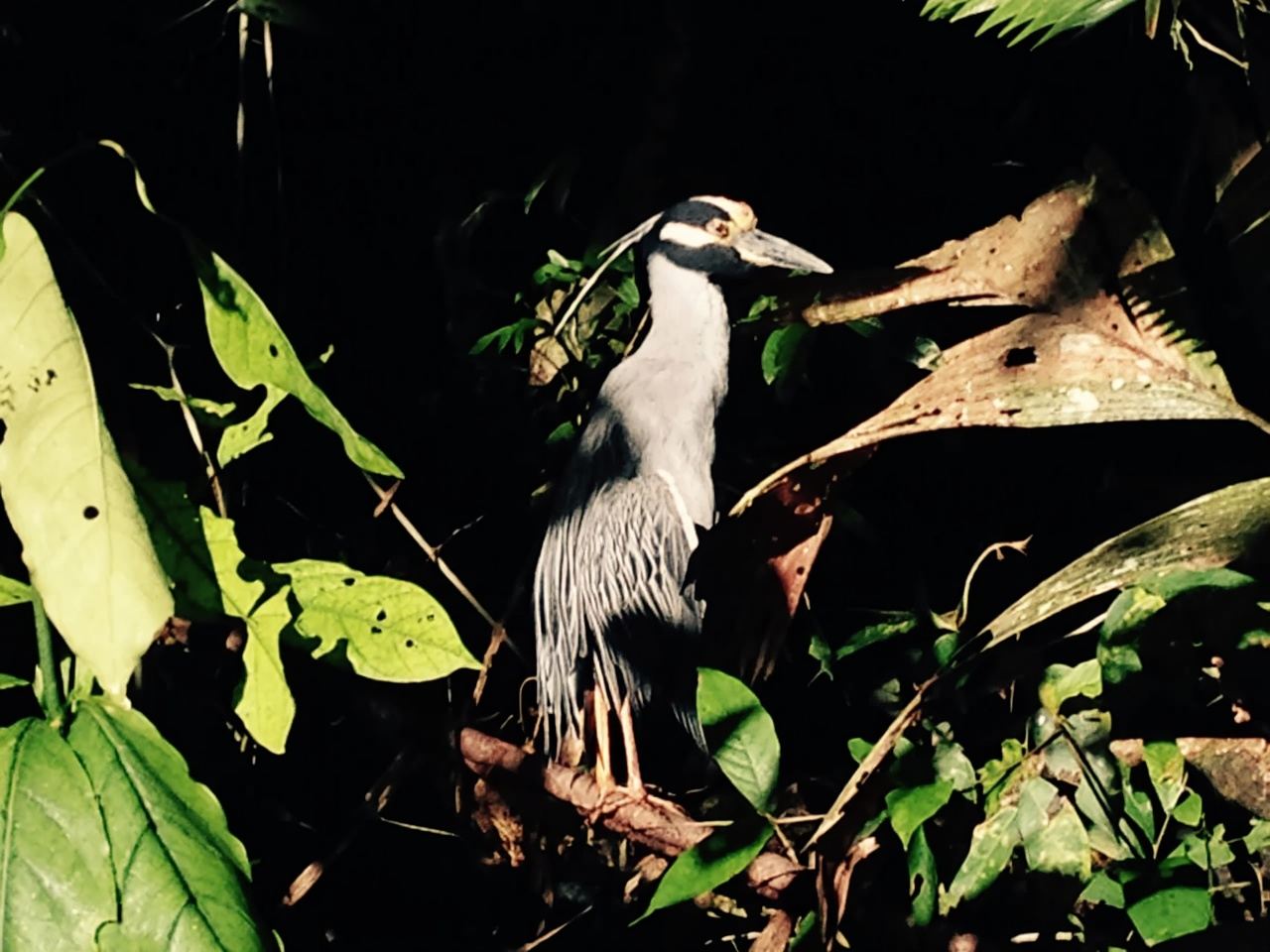 Tortuguero: tour in canoa e osservazione della fauna selvatica