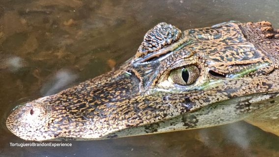 Tortuguero: Kanutour durch das Amazonasgebiet Costa Ricas.