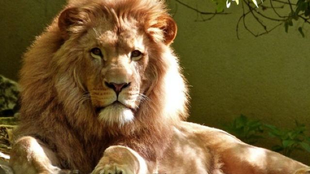 eendaagse tour naar de Kathedraal van São Paulo, het Aquarium van São Paulo, de Dierentuin van São Paulo en het Monument voor de Pioniers
