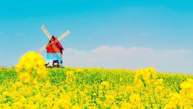 Bas Ulang-Alik Menikmati Bunga - Bermula & Berakhir di Hanzhong [Ladang Bunga Rape Kampung Air Huangtang + Taman Wetland + Jalan Kampung Han]