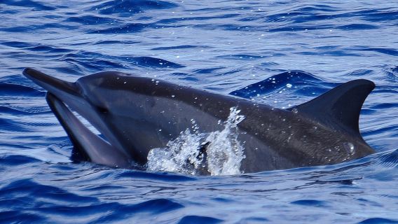 Shared Dolphin Encounter in Mauritius