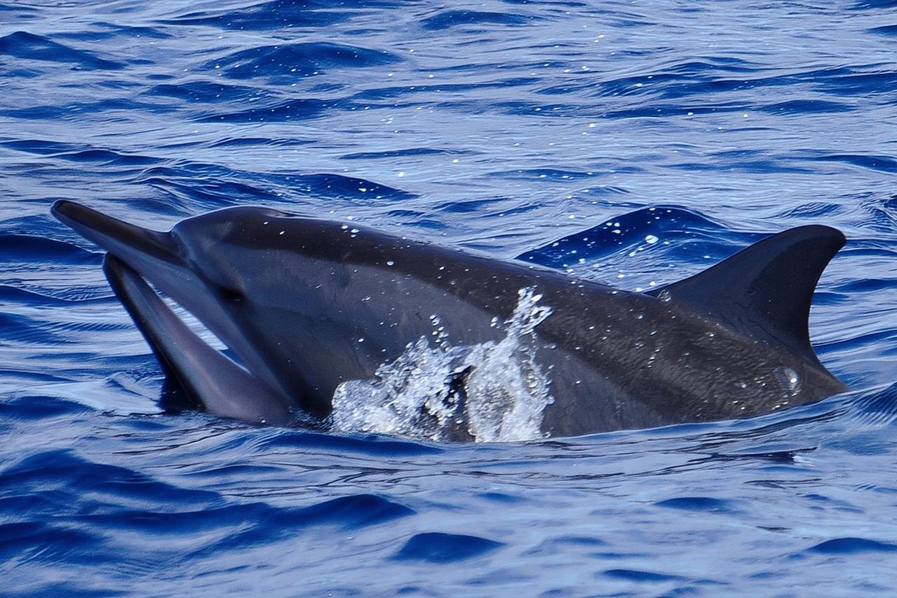 Pertemuan Lumba-lumba Bersama di Mauritius