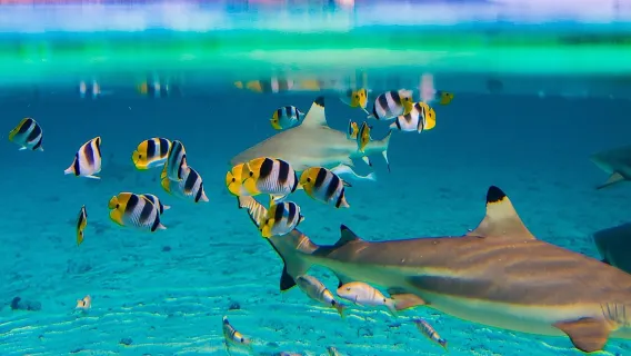 Full-Day Bora Bora Lagoon Cruise Including Snorkeling with Sharks and Stingrays