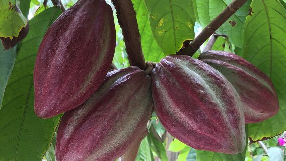 Chocolate Tour in Vallarta