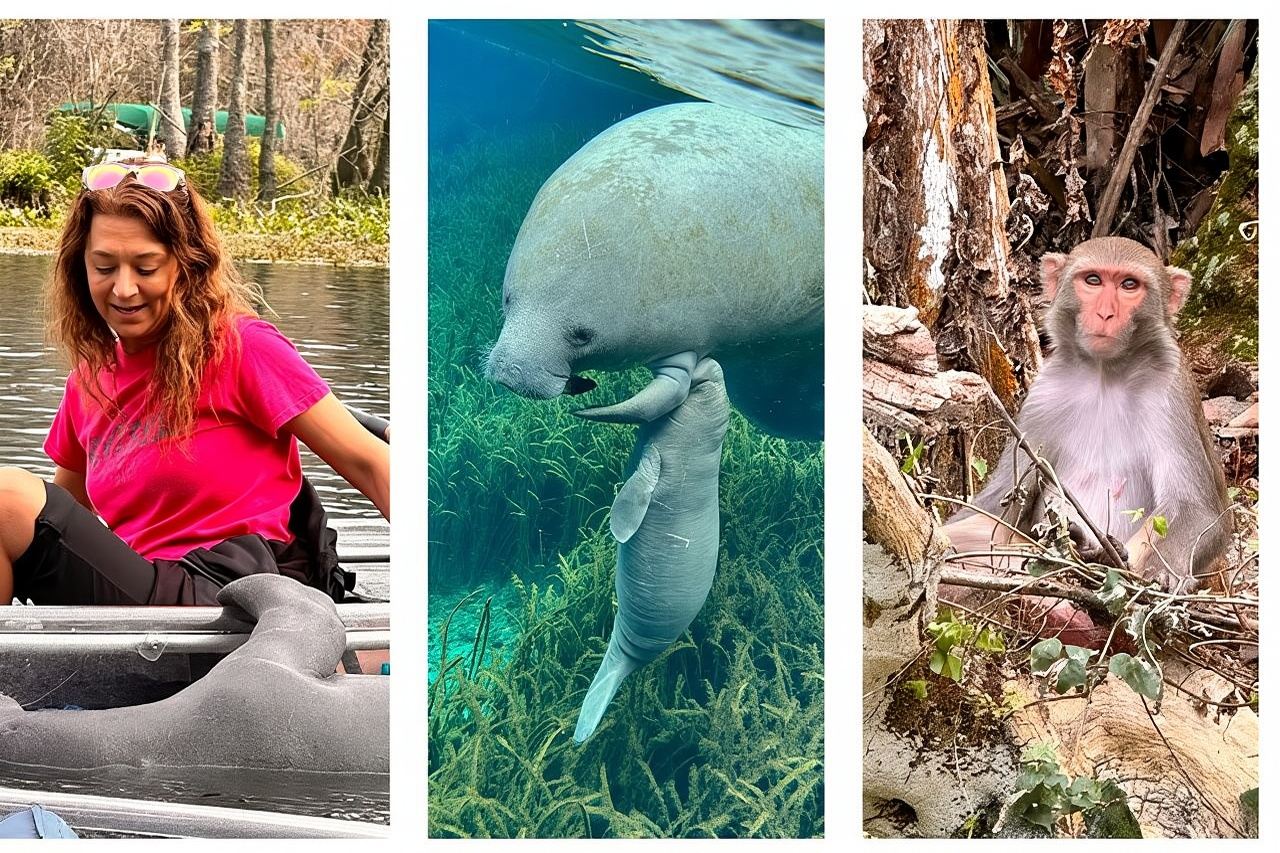 Silver Springs Clear Kayak Manatee, Monkey & Wildlife Adventures