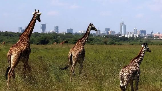 อุทยานแห่งชาติเคนยาไนโรบี + ศูนย์ยีราฟ + พิพิธภัณฑ์แห่งชาติเคนยา / กำหนดการเดินทางได้