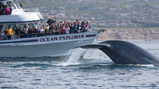 Whale-Watching Cruise from Newport Beach