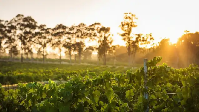 澳洲悉尼獵人谷一日遊丨天天出發丨中英文團無小費包午餐
