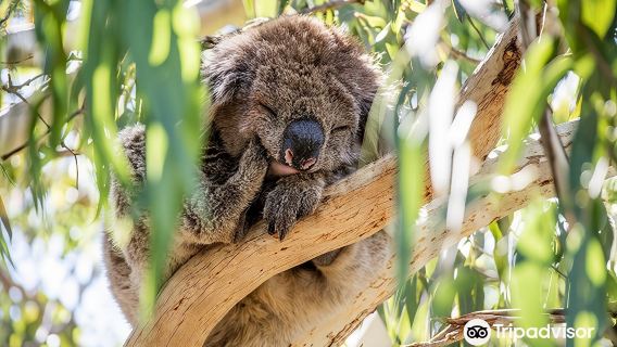 Melbourne, Australien Great Ocean Road + Kennett River Koala Walk + Apollo Bay Tagestour