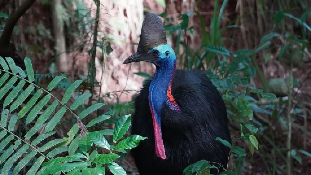 ทริปวันเดียวสนุกสนานกับน้ำตกและป่าไม้ตั้งแต่แคนส์